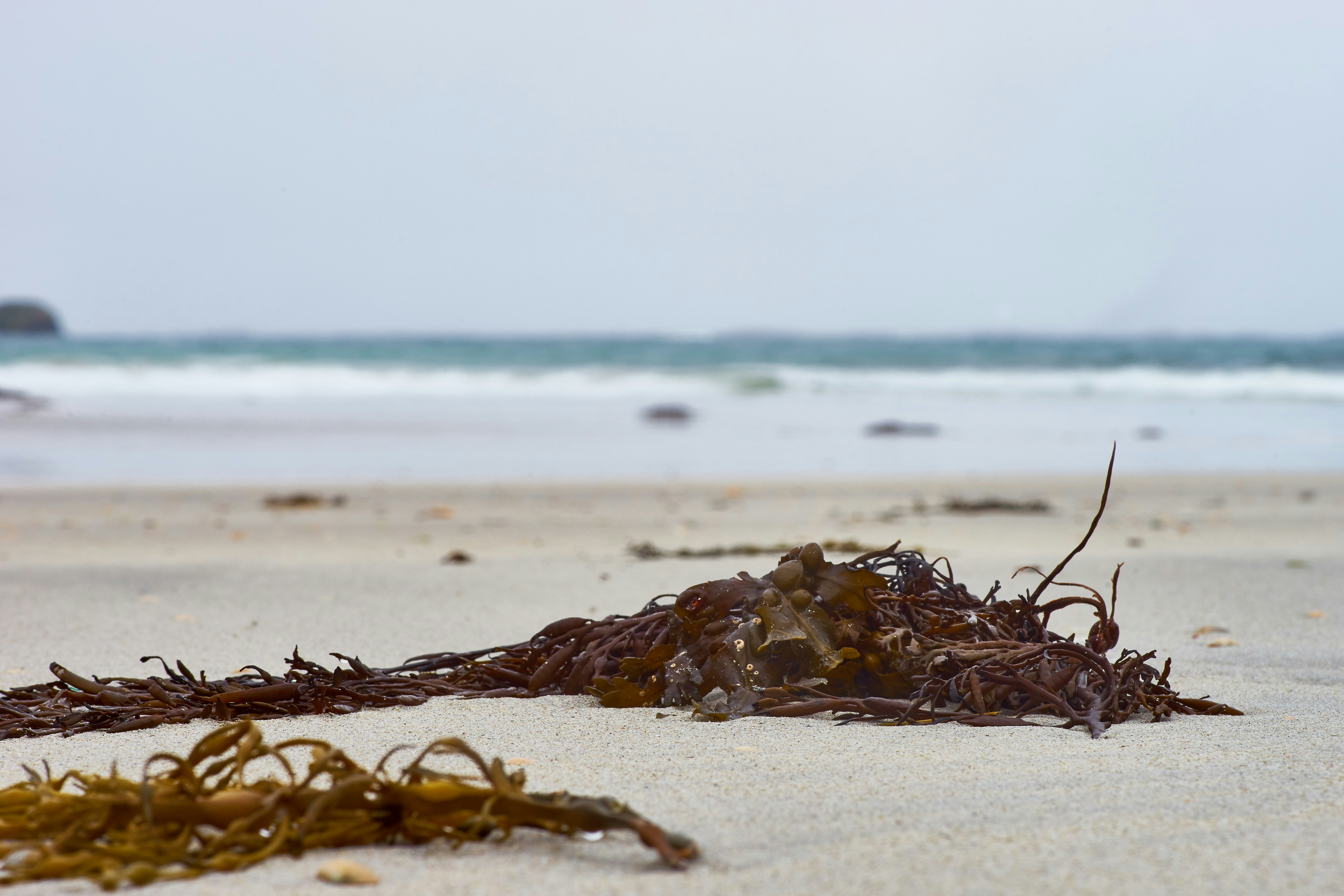 brown dried leaves on brown sand near body of water during daytime